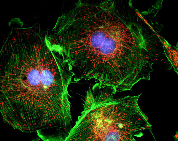 fluorescence-cell-photography-1
