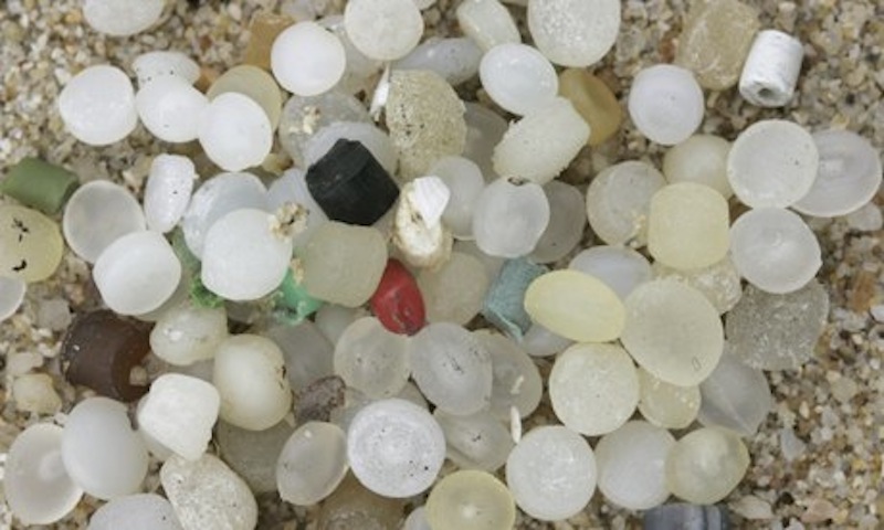 Micro plastic waste and lug worm, blow lug, lugworm